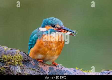 Eiskönigin, die einen Fisch an einem Gartenteich isst Mittelwales Stockfoto