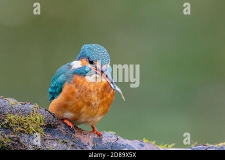 Eiskönigin, die einen Fisch an einem Gartenteich isst Mittelwales Stockfoto