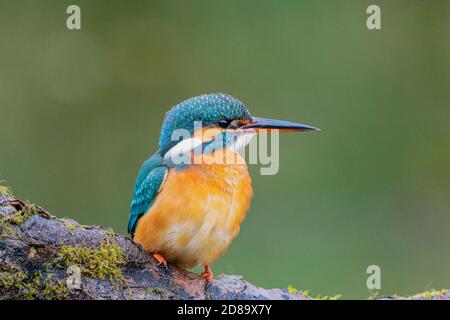 Eisfischer an einem Gartenteich in Mitte Wales Stockfoto