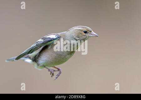 Buchfink im Flug Stockfoto