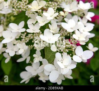 Weiße Blüten der Hortensia paniculata als Hintergrund Stockfoto