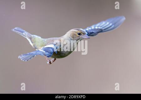 Buchfink im Flug Stockfoto