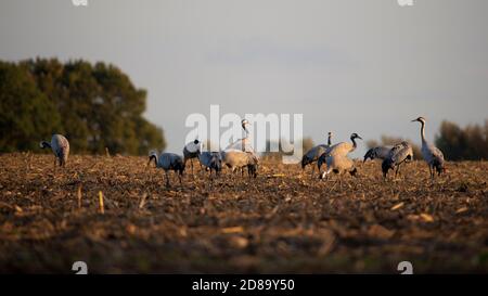 Barth, Deutschland. Oktober 2020. Kraniche stehen auf einem Feld in der Nähe von Barth. Jeden Abend besuchen die Tiere unter anderem ihre Rastplätze im Nationalpark Vorpommersche Boddenlandschaft. Quelle: Stephan Schulz/dpa-Zentralbild/ZB/dpa/Alamy Live News Stockfoto