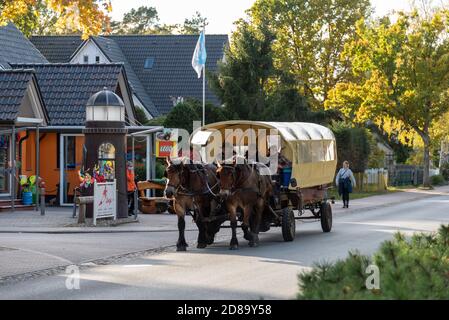 Prerow, Deutschland. Oktober 2020. Eine Pferdekutsche mit Touristen kehrt vom Leuchtturm Darßer Ort zurück. Quelle: Stephan Schulz/dpa-Zentralbild/ZB/dpa/Alamy Live News Stockfoto