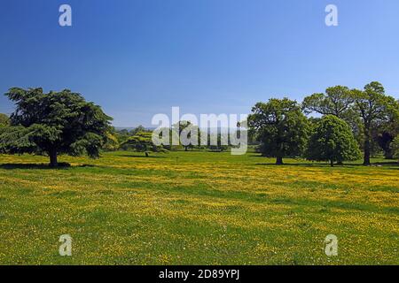 Eine Wildblumenwiese voller Butterblumen auf dem Gelände des Killerton House, bei Exeter, Devon, England, Großbritannien Stockfoto