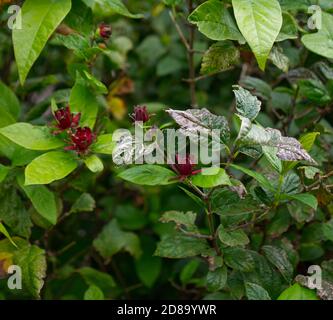 Carolina Allspice, Calycanatus Floridus, Duftend, Potpourri. Caroline Spicebush. Kenwood House, Hampstead Heath, London. Parklandschaft, uralter Wald. Stockfoto