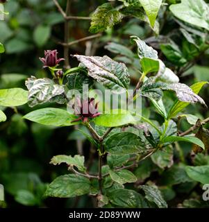 Carolina Allspice, Calycanatus Floridus, Duftend, Potpourri. Caroline Spicebush. Kenwood House, Hampstead Heath, London. Parklandschaft, uralter Wald. Stockfoto