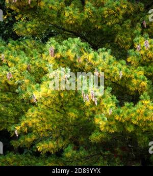 Weymouth Pine Tree, Pinus Strobus, Pine Cones, Tree of Peace. Kenwood House, Hampstead Heath, London. Herrenhaus Parkland und alten Wald. Stockfoto