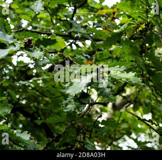 Eiche, Eiche, Eiche, Eiche. Kenwood House, Herrenhaus in Hampstead Heath, London. Parkland, Heathland, Ancient Woodland. Klasse 2 Aufgeführt. Stockfoto