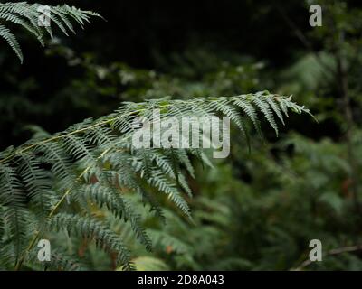 Western Brackenfern. Pteridium Aquillinum. Kenwood House, Hampstead Heath, London. Parkland, uralte Waldlandschaft und Heide. Landschaftlich Schön Angelegt. Stockfoto