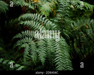 Western Brackenfern. Pteridium Aquillinum. Kenwood House, Hampstead Heath, London. Parkland, uralte Waldlandschaft und Heide. Landschaftlich Schön Angelegt. Stockfoto