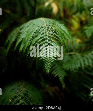 Western Brackenfern. Pteridium Aquillinum. Kenwood House, Hampstead Heath, London. Parkland, uralte Waldlandschaft und Heide. Landschaftlich Schön Angelegt. Stockfoto