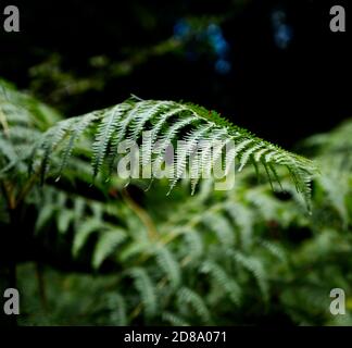 Western Brackenfern. Pteridium Aquillinum. Kenwood House, Hampstead Heath, London. Parkland, uralte Waldlandschaft und Heide. Landschaftlich Schön Angelegt. Stockfoto