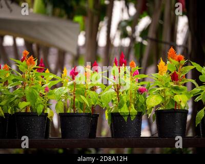 Celosia Argentea, allgemein bekannt als Plumed Cockscomb Stockfoto