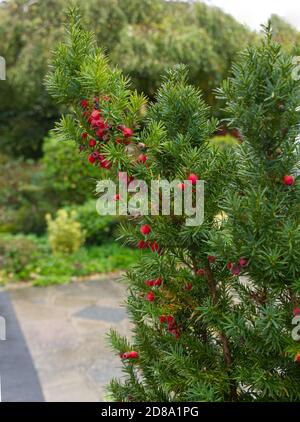 Englischer Eibenbaum, Taxus Baccata, Stachelblätter und rote Beeren. Herbst Englische Landschaft Spaziergang in Woodlands, Parklands. Giftig. Yew Tree. Stockfoto