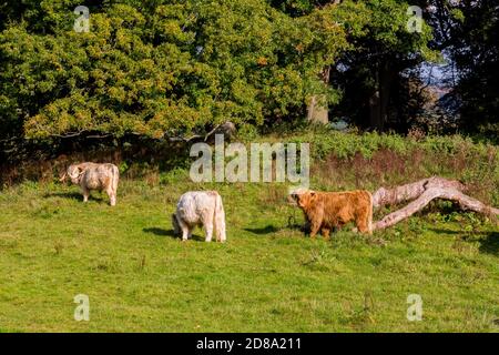 Highland Rinder grasen auf dem Gelände von Killerton House, bei Exeter, Devon, England, Großbritannien Stockfoto