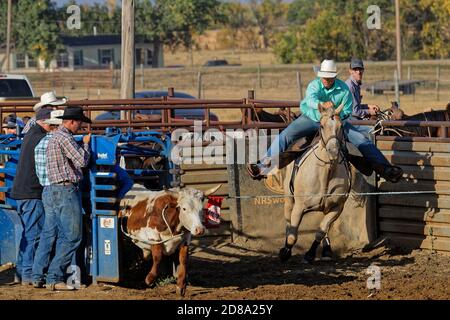 DUPREE, SOUTH DAKOTA, 15. September 2018 : Steer Wrestling Wettbewerb während eines regionalen Rodeo in Dupree. Rodeo ist ein Sport, der aus der Arbeit entstanden ist Stockfoto