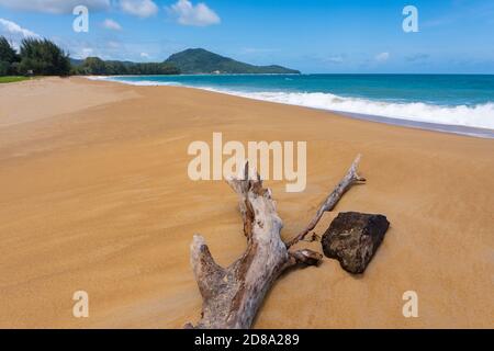 Toter Baum am Mai Khao Beach, Phuket Insel, Thailand. Stockfoto