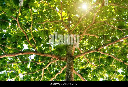 Niedrige Ansicht von grünen Bäumen und Sonnenlicht. Stockfoto