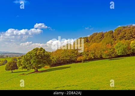 Auf dem Gelände von Killerton House, bei Exeter, Devon, England, Großbritannien, werden die Blätter des Herbstes auf verschiedenen Bäumen erstraßen Stockfoto