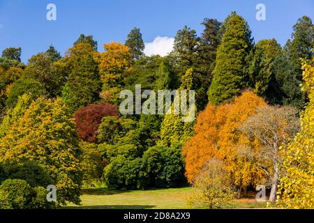 Auf dem Gelände von Killerton House, bei Exeter, Devon, England, Großbritannien, werden die Blätter des Herbstes auf verschiedenen Bäumen erstraßen Stockfoto
