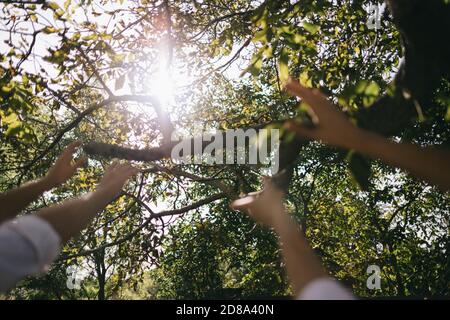 Hände greifen nach der Sonne hinter dem Baum Stockfoto