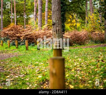 Wakerley Woods, Northamptonshire, England, Großbritannien Stockfoto