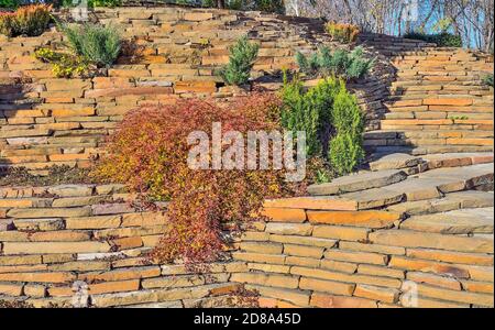 Zwerg Sorte von Stefanandra eingeschnitzten-blättrigen-ornamentalen Strauch mit geschnitzten Blättern für Gartenlandschaft Design. Bunte Herbstlaub von deciduo Stockfoto