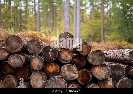 Wakerley Woods, Northamptonshire, England, Großbritannien Stockfoto