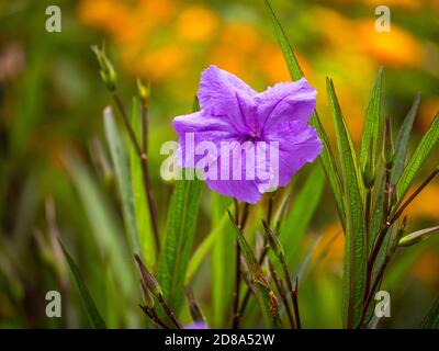 Die mexikanische Petunia, mexikanische Bluebell oder Britton's Wild Petunia Stockfoto