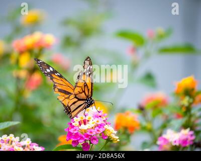 Orange und Schwarz Schmetterling, der oben ist Stockfoto