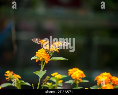 Der Viceroy ist ein Orange und Schwarz Schmetterling Stockfoto