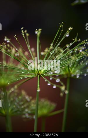 Wassertropfen auf den Blüten des Schilf auf einem Regentag Stockfoto