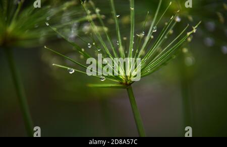 Wassertropfen auf den Blüten des Schilf auf einem Regentag Stockfoto