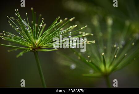 Wassertropfen auf den Blüten des Schilf auf einem Regentag Stockfoto
