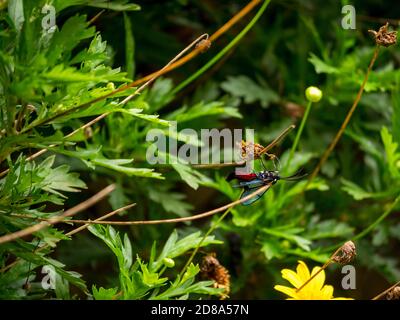 Dinia Eagrus, die scharlachrote Wasp imitiert Moth Stockfoto