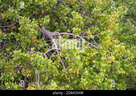 Große grüne Leguan getarnt auf Zweig mit reichlich Laub auf St. Croix in der USVI Stockfoto