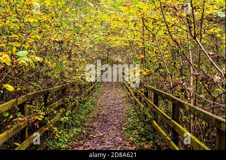 Wakerley Woods, Northamptonshire, England, Großbritannien Stockfoto