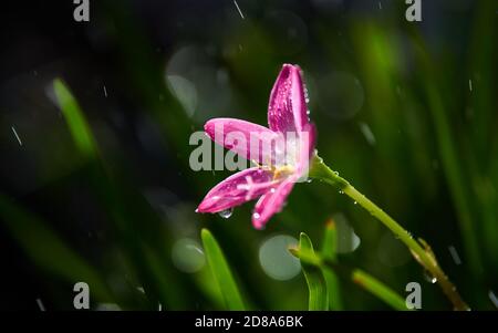 Regentropfen auf der winzigen rosa Blume an einem regnerischen Tag Stockfoto