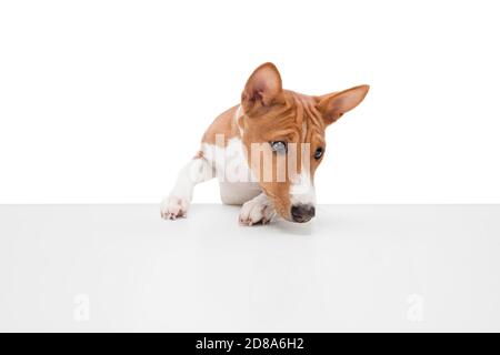 Basenji junger Hund posiert. Cute verspielt braun weiß doggy oder Haustier spielen auf weißem Studio-Hintergrund. Konzept von Bewegung, Aktion, Bewegung, Haustiere lieben. Sieht entzückt, lustig. Copyspace für Werbung. Stockfoto