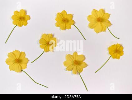 Die gelben Blüten auf dem weißen Boden Stockfoto