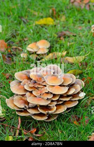 Honigpilz / Bootlace Pilz (Armillaria mellea) wächst auf Baumwurzeln unter einem Garten Rasen. Kent, Großbritannien, Anfang Oktober Stockfoto