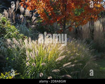 Brunnengras, Pennisetum Alopecuroides, National Arboretum und Schilfgras, die von der späten Nachmittagssonne zusammen mit Herbst Blaze Ahorn hervorgehoben werden. Stockfoto