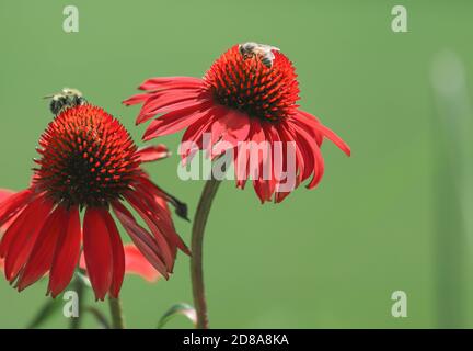 Zwei Bienen bestäuben leuchtend orange Blüten, Echinacea, vor einem grünen Hintergrund Stockfoto