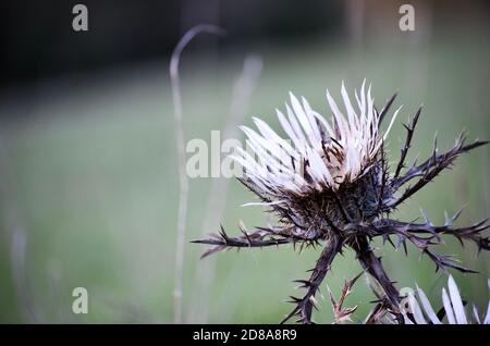 Verwelkte Distel in Schwarz und Weiß in Nahaufnahme Stockfoto