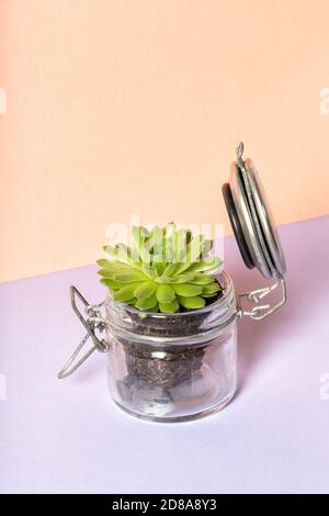 Sukkulente Pflanze im Glas. Blumenschmuck auf farbigem Hintergrund Stockfoto