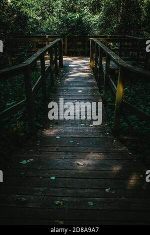 Holzfußweg führt durch Büsche und Sumpfland im Wald Stockfoto