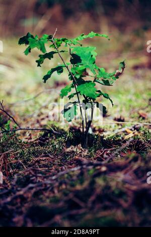 Nahaufnahme eines kleinen Eichenbaumsackens, der auf dem Wald wächst Boden Stockfoto