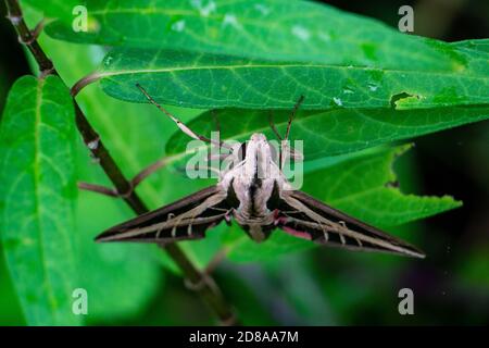 Vorderansicht eines erwachsenen Sphinx Moth (Eumorpha fasciatus) auf Milchkrautblättern, Stuart, Florida, USA Stockfoto