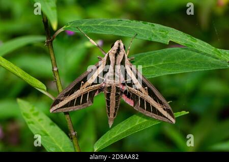 Dorsale Ansicht eines erwachsenen Sphinx Moth (Eumorpha fasciatus) auf Milchkrautblättern bei Tageslicht, Stuart, Florida, USA Stockfoto